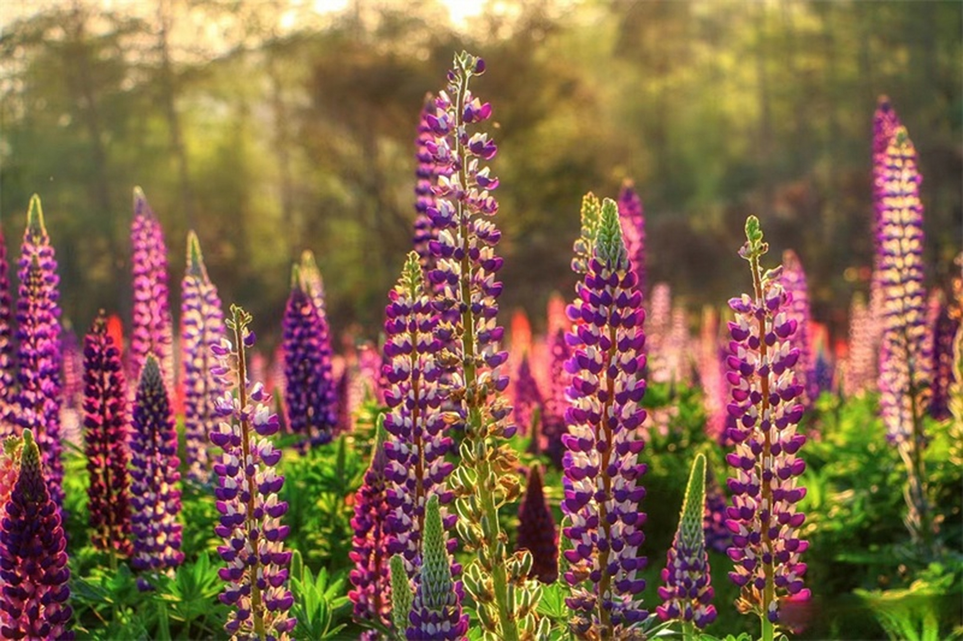 【腾冲龙川江畔鲁冰花开正艳】四月,正是腾冲鲁冰花盛开的季节,成片