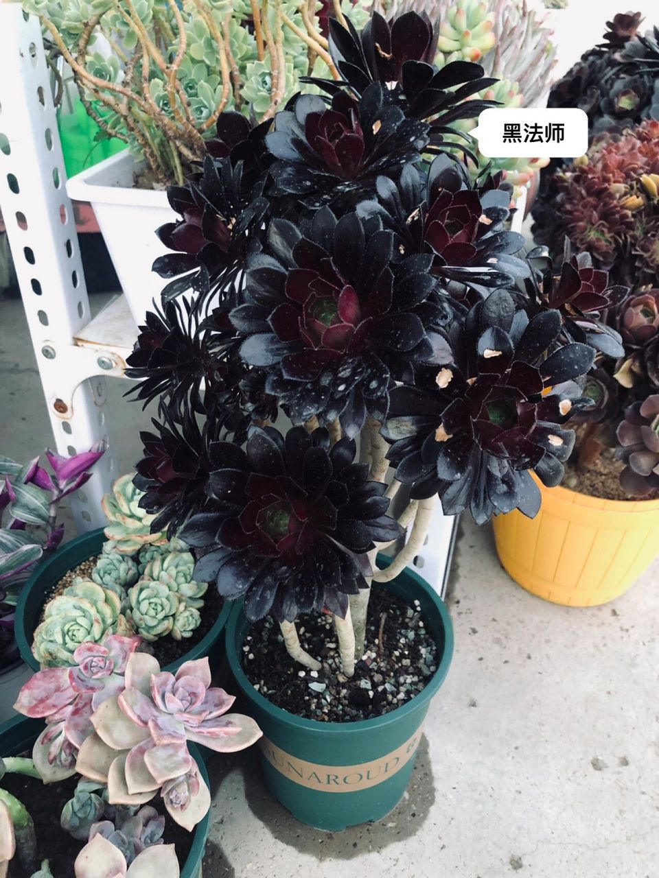 多肉植物黑法师 黑法师是一个非常基础的品种,长势很快,出状态看起来