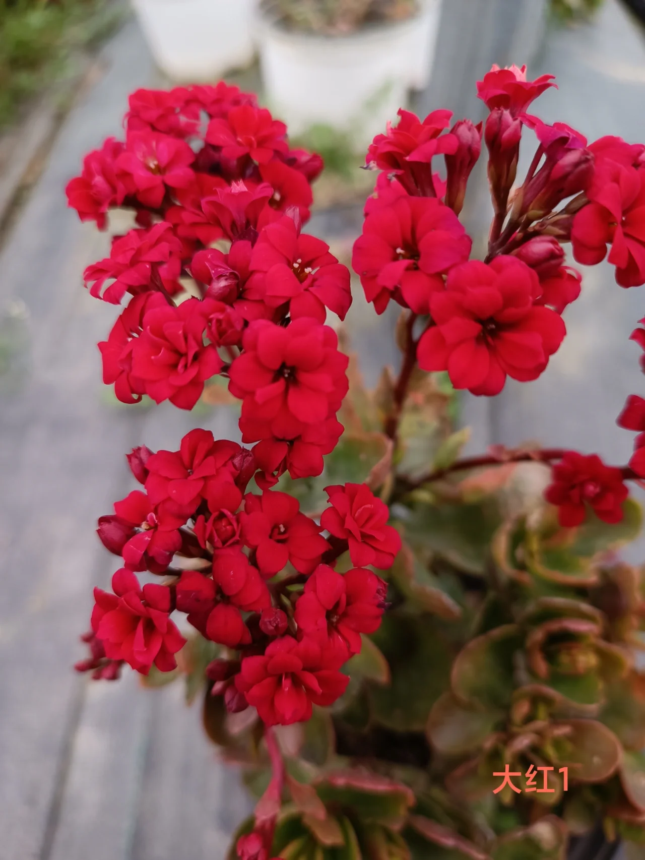 长寿花之红色重瓣系列 每年长寿花重瓣的品种属红色系列开的早,大红1.