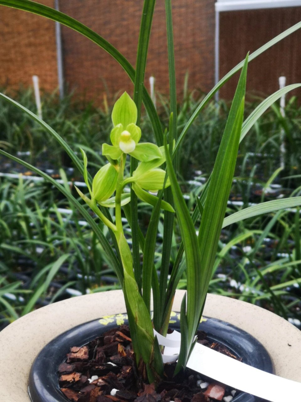 春剑雨露,荷韵满满,漂亮 花开标准的荷型瓣,纯白刘海舌头,苗壮的情况