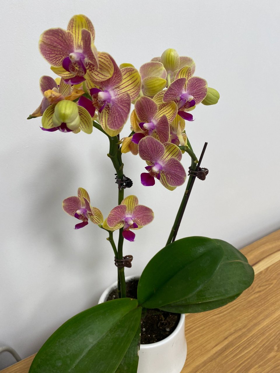 最近又发现了丰台区一处宝藏花卉市场:众兴花卉