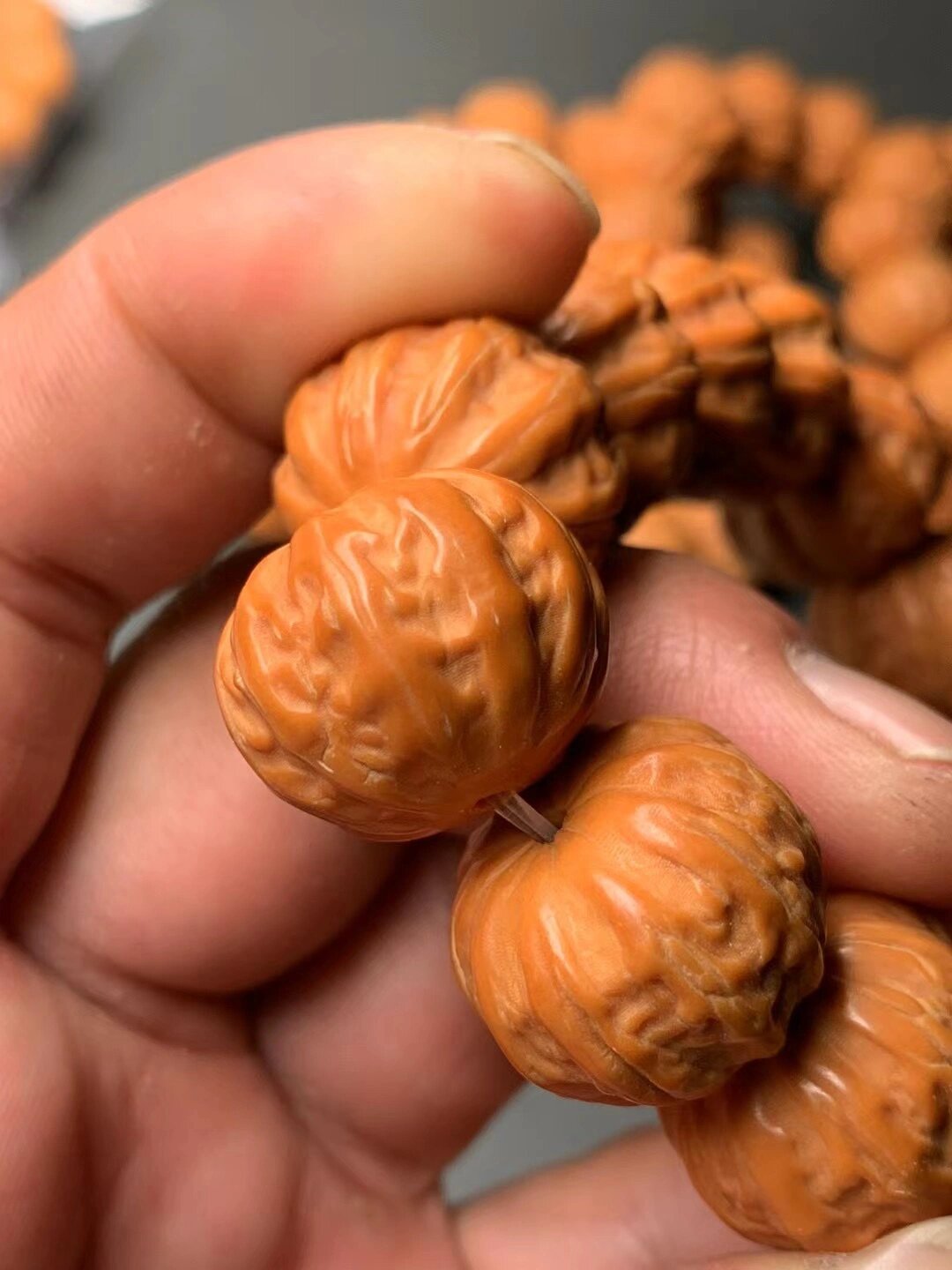 猴头天花板京八棱 猴头京八棱霸气大个头 巨无霸京八棱 尺寸21m非常