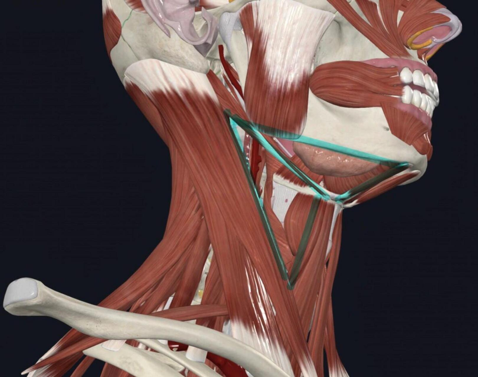 下颌三角淋巴结图片