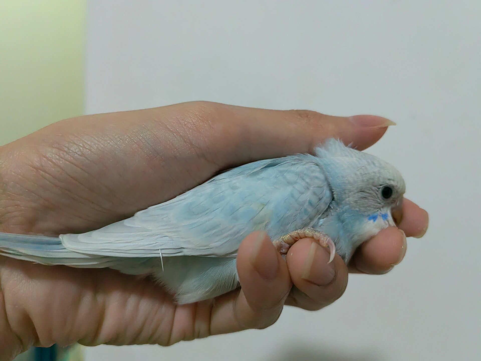 昆明手养虎皮鹦鹉