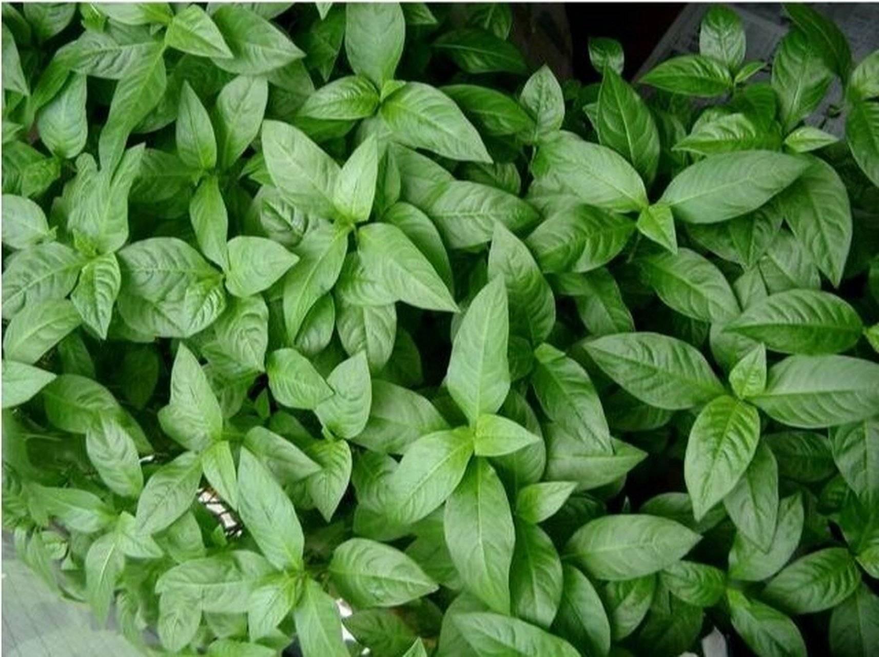 蓝草 #中国古代色彩# #植物染色# 在古代使用过的诸种植物染料中,蓝草