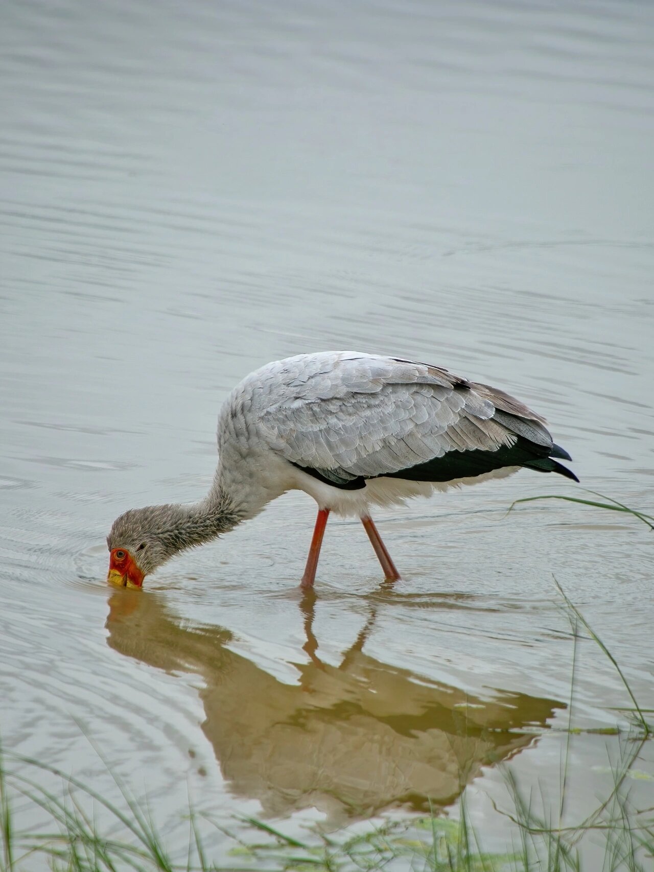 呆呆的长腿大鸟 黄嘴鹮鹳 原创拍摄 	 黄嘴鹮(huán