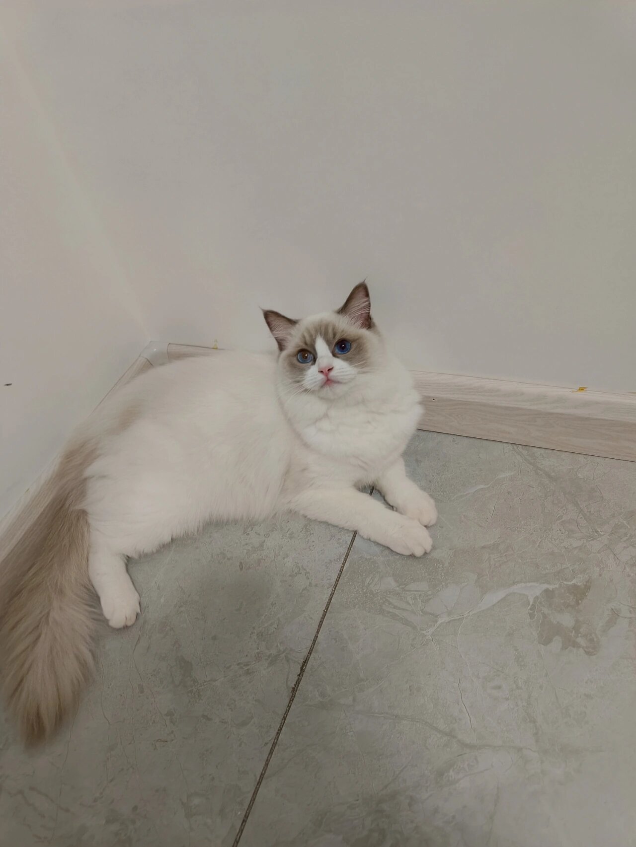 八个月的布偶猫(母),没有发情特征,接来家里的时候就五个多月了.