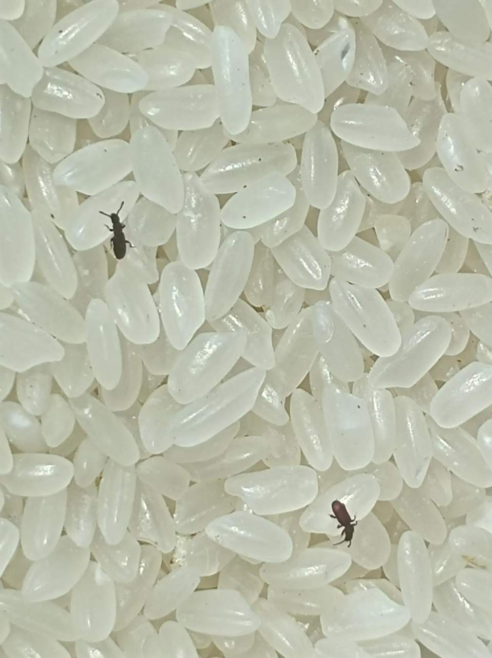 今天发现米带里有这小黑虫,这米保质期一年,生产日期到现在也才半年