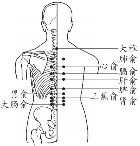 背部有主一身阳气的督脉和贯穿全身的足太阳膀胱经以及背俞穴