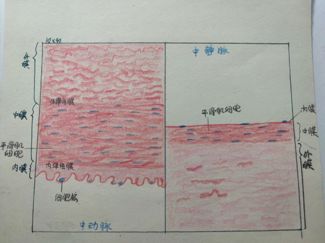 脊髓横断面 he染色石蜡切片