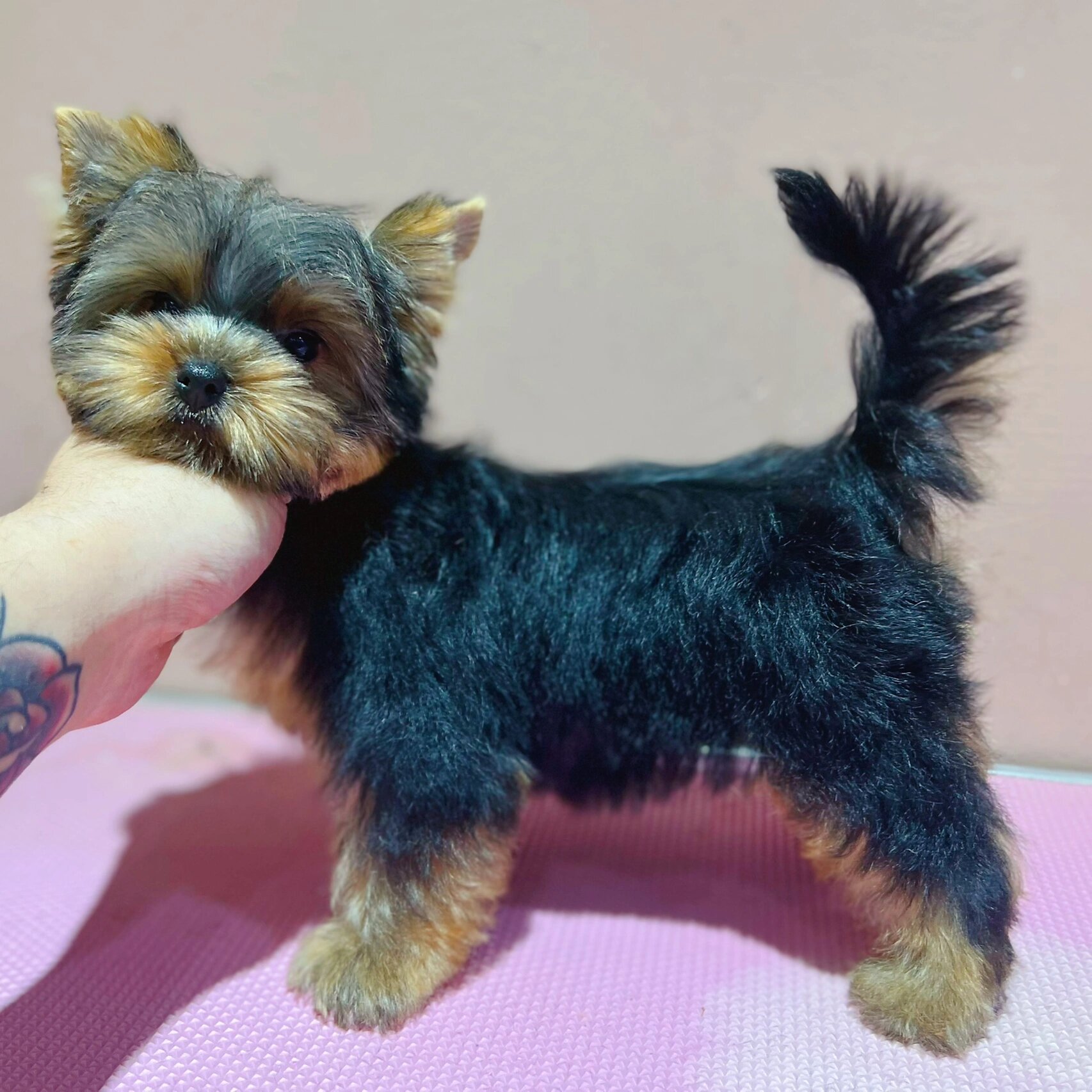 98909492 马来西亚萌宠|金头钢蓝背约克夏 微小体约克夏 78