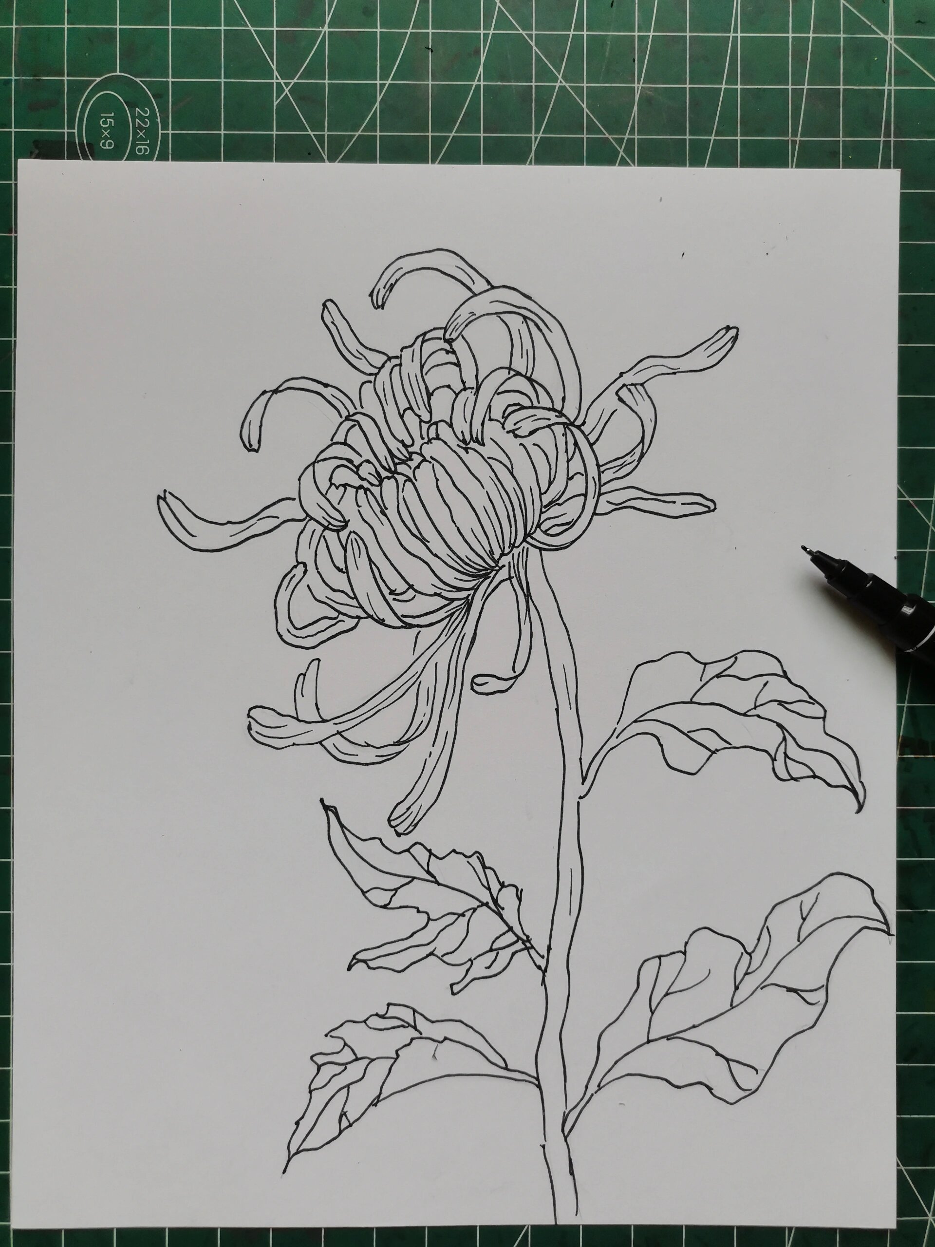 彩铅 菊花(附步骤) 画画的日常