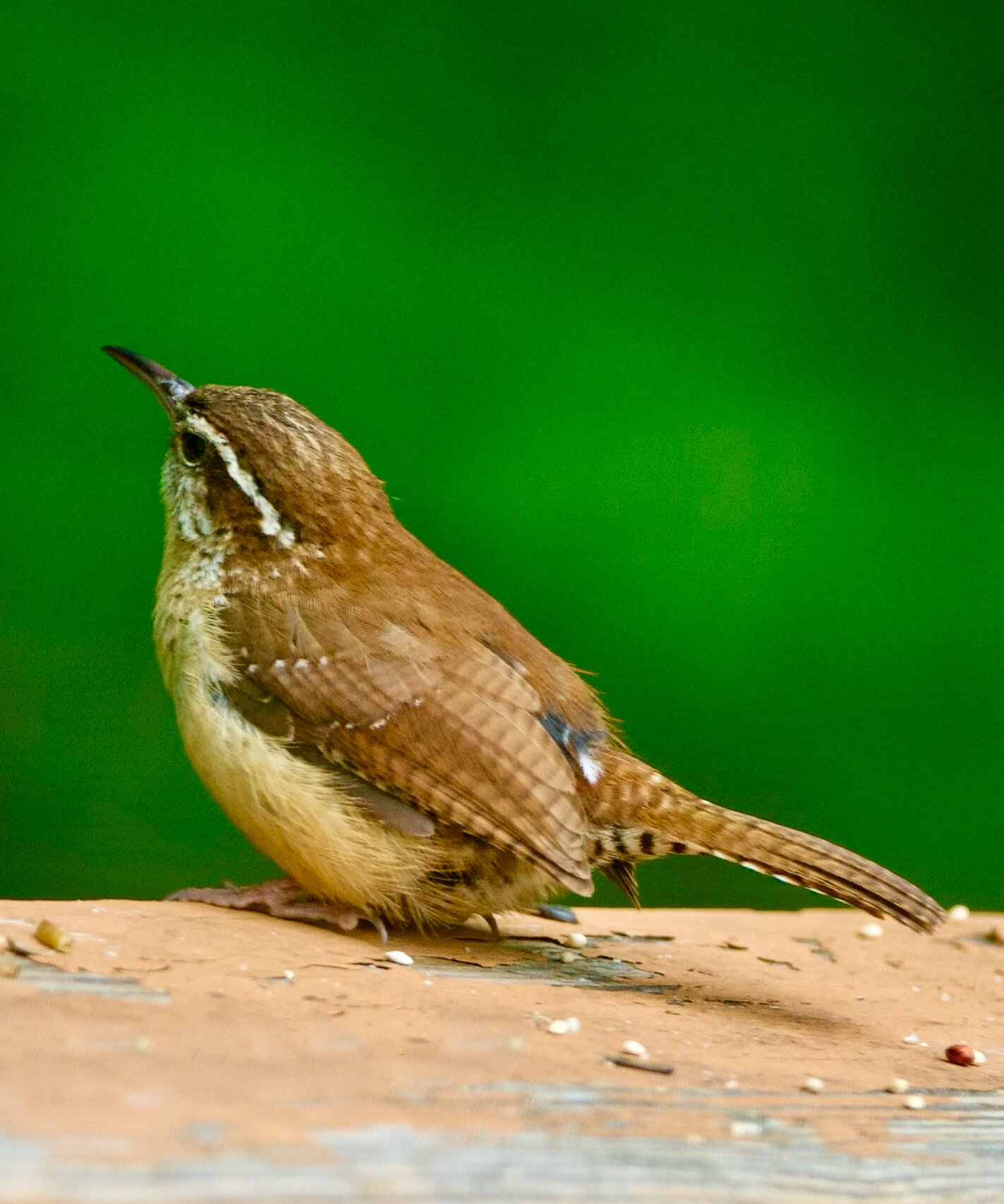 小而傲气的鹪鹩