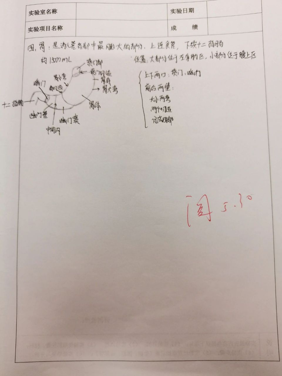 系統解剖消化系統實驗報告