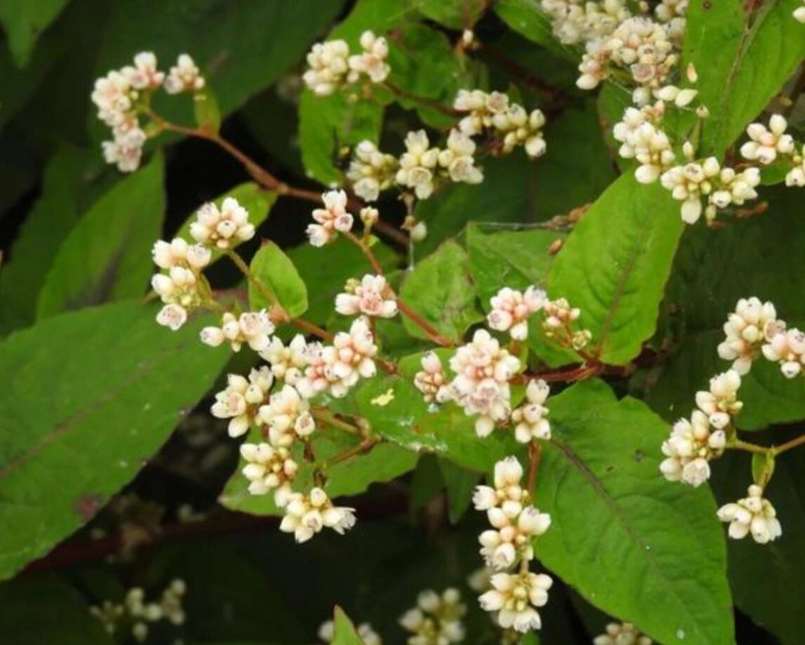 识花|赤胫散 9797赤胫散,赤胫散,又名散血草.