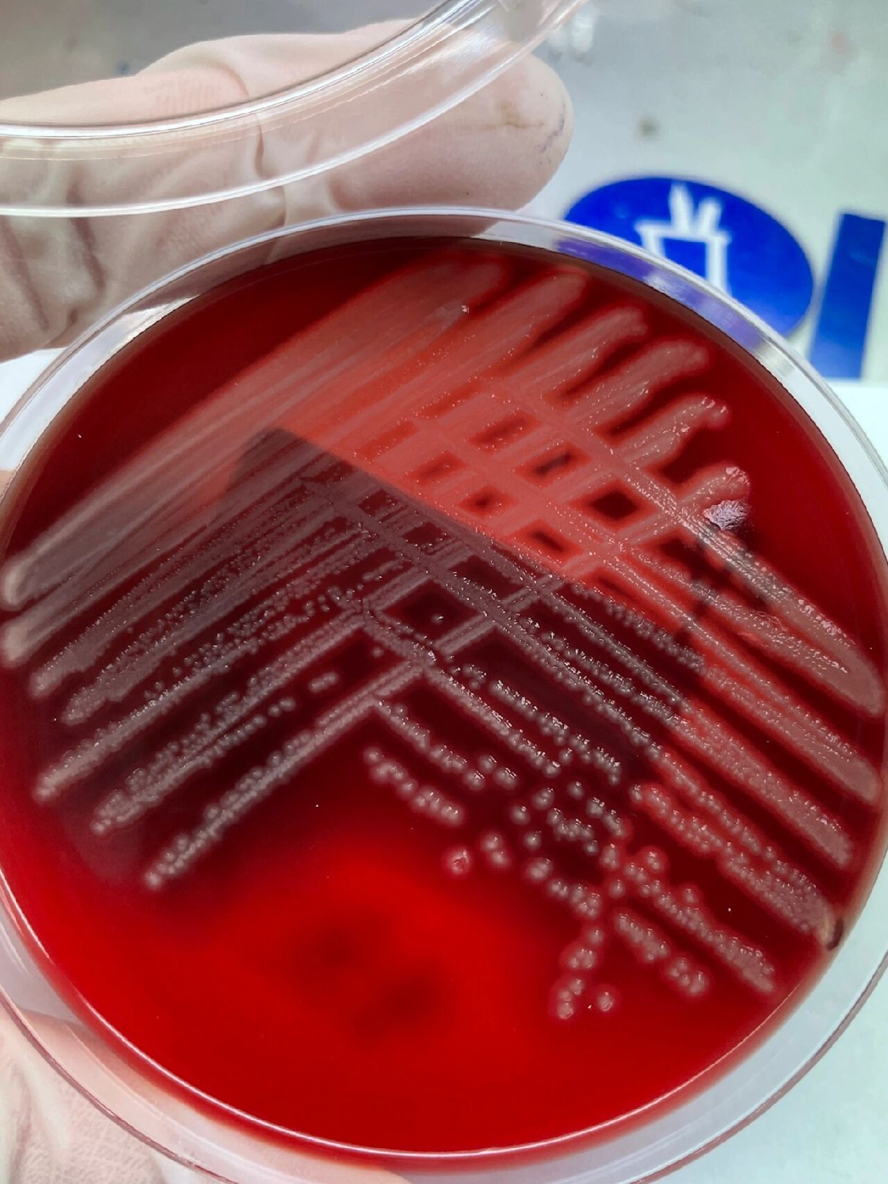 微生物学检验