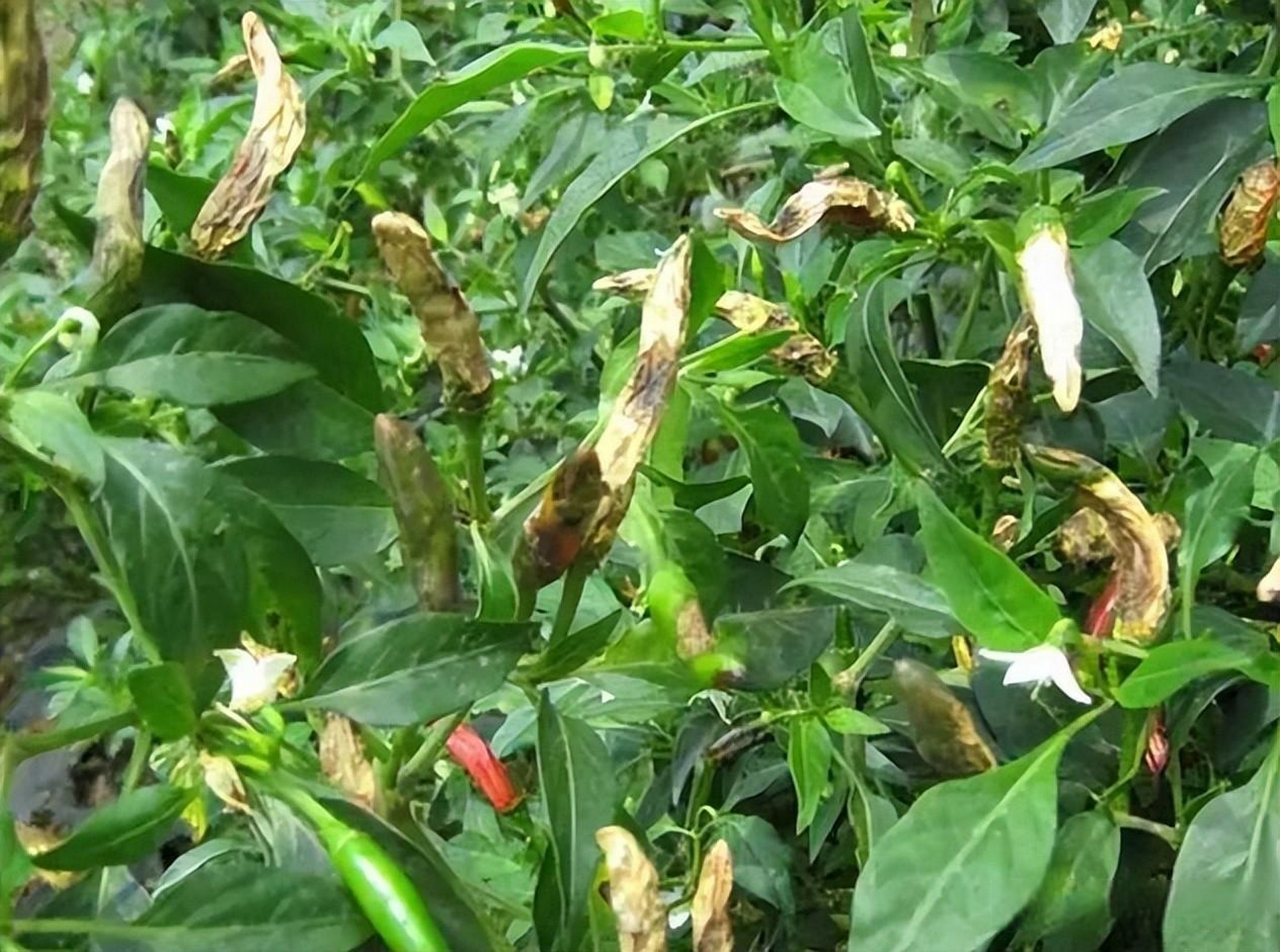 辣椒炭疽病如何防治?