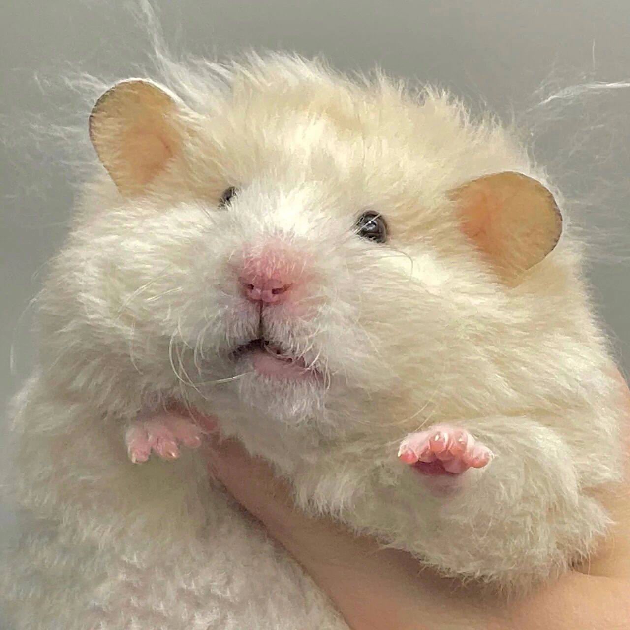 可可爱爱仓鼠头像91 我真的很喜欢仓鼠头像呀 	 找到啦!