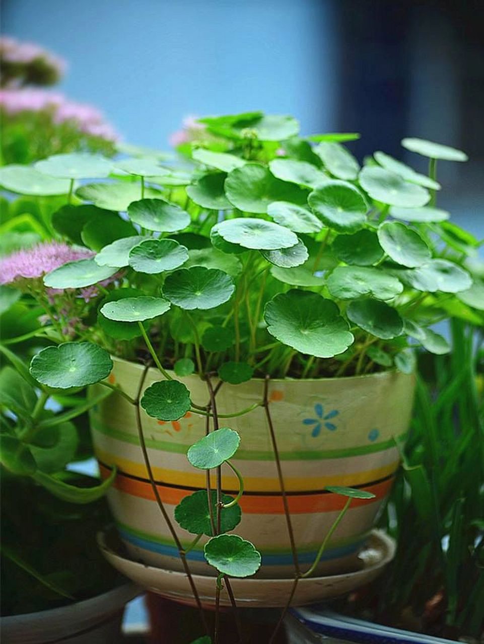 强势协助生肖助运好运的植物 一盆植物能够让你提升前所未有的感觉和