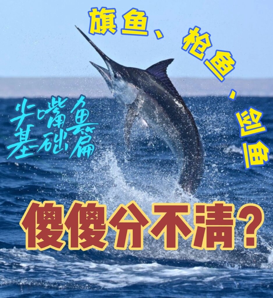 旗鱼超科基础篇 旗鱼,枪鱼,剑鱼的区分