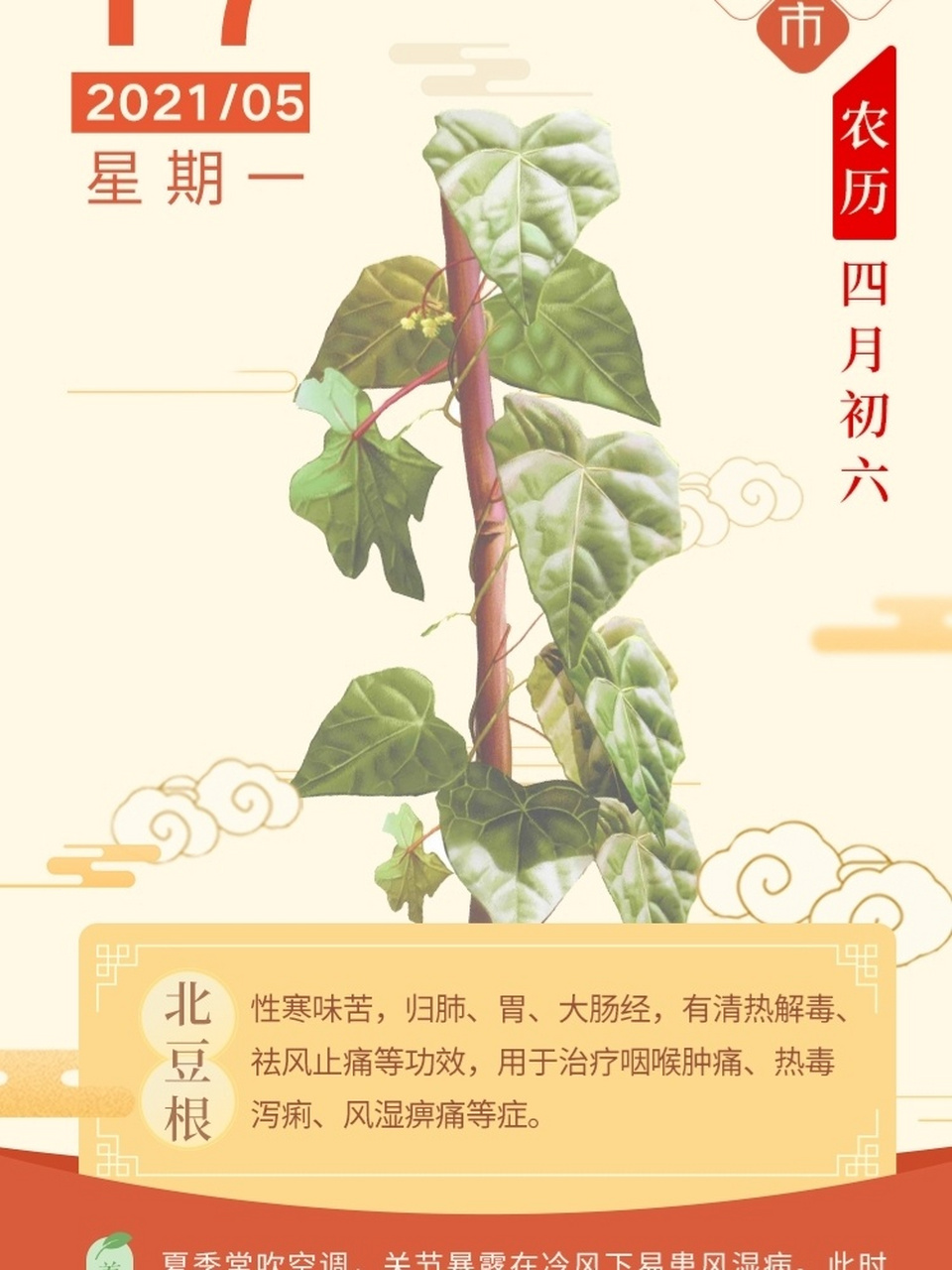 北豆根 性寒味苦,归肺,胃,大肠经,有清热解毒,祛风止痛等功效,用于