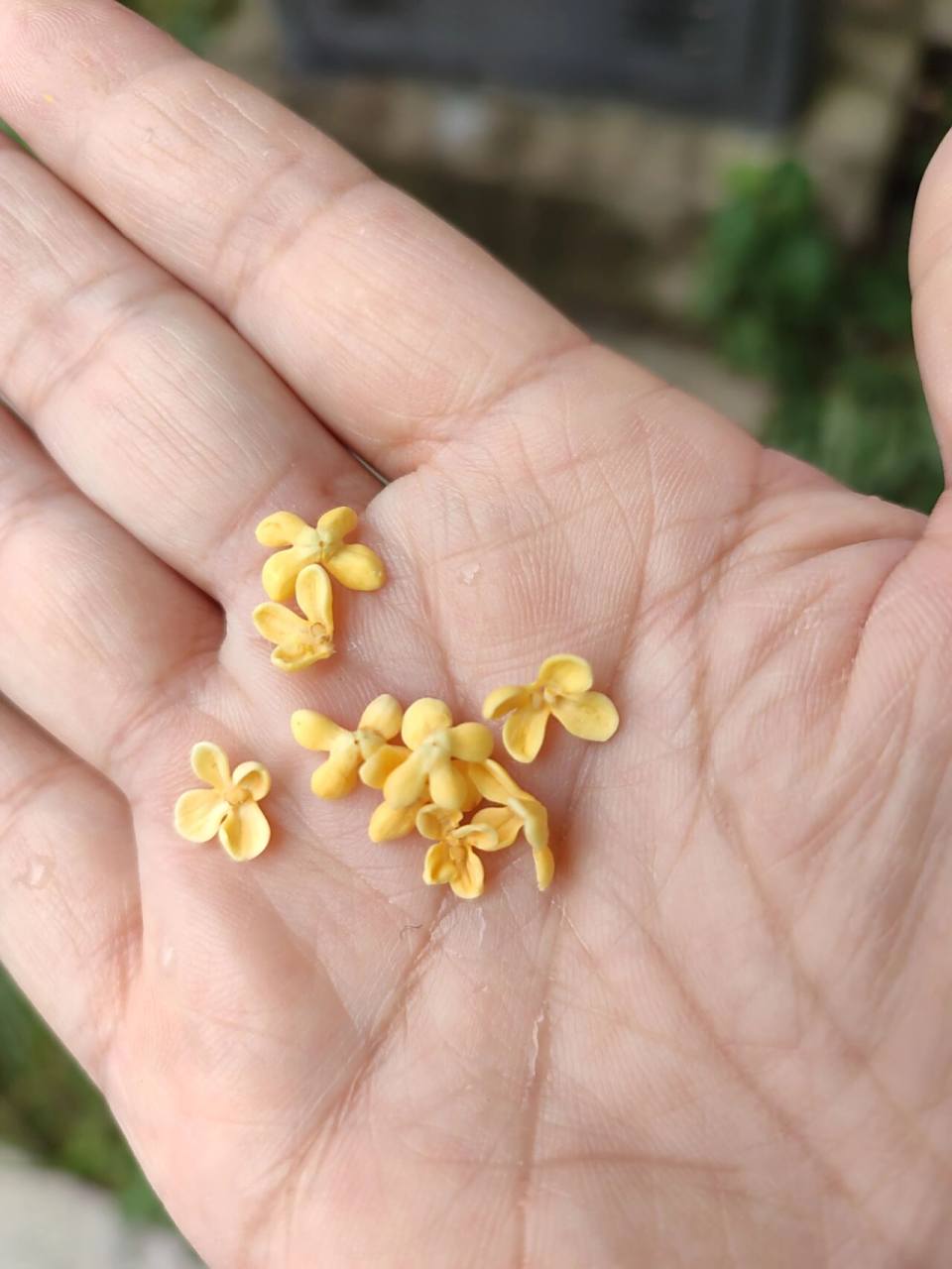 桂花有几个花瓣? 每到秋天,天气微凉,苏州的空气里就都是桂花的香味.