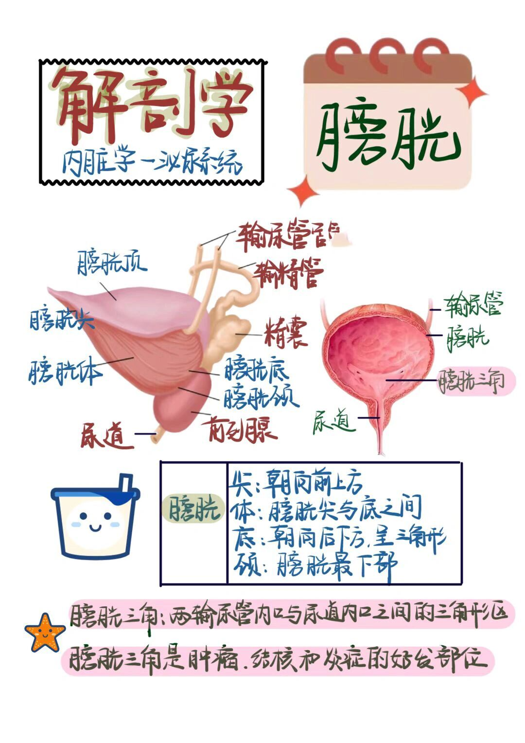 膀胱三角区解剖图图片