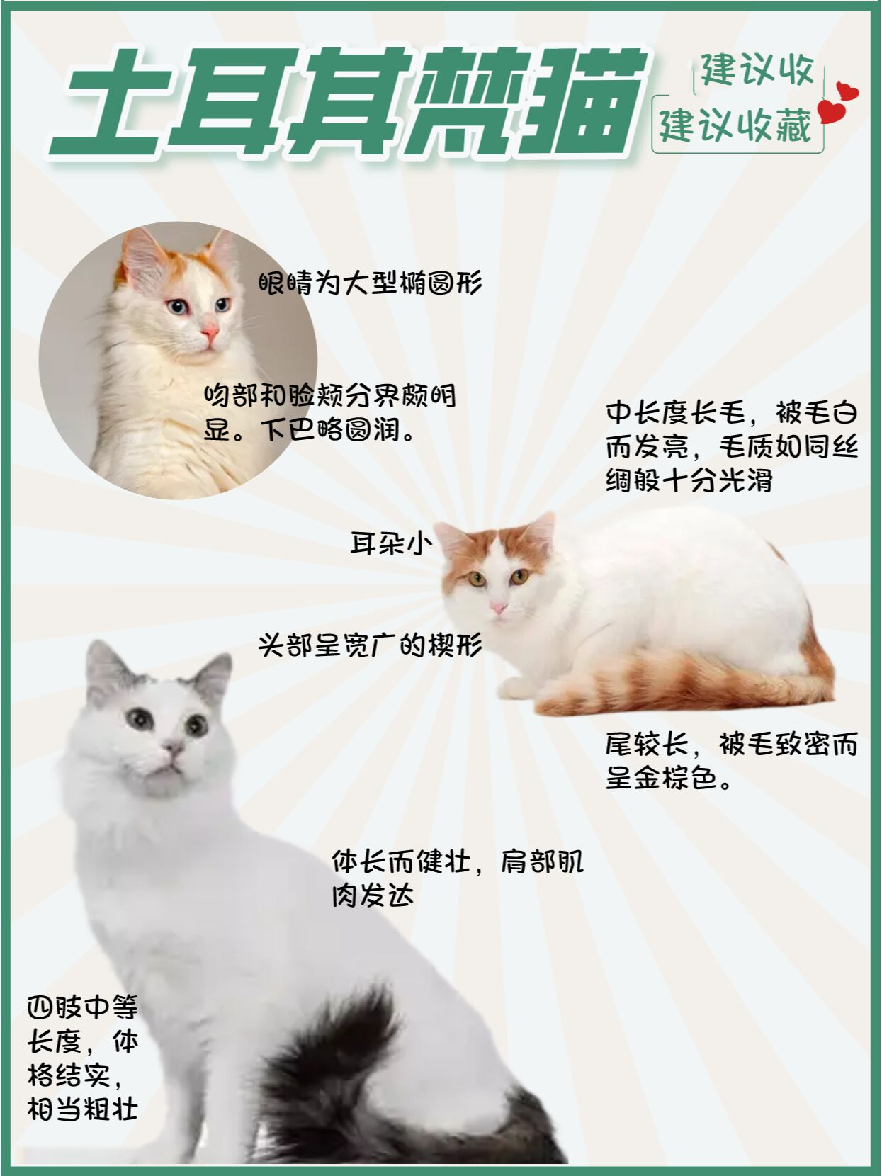 纯白土耳其梵猫图片