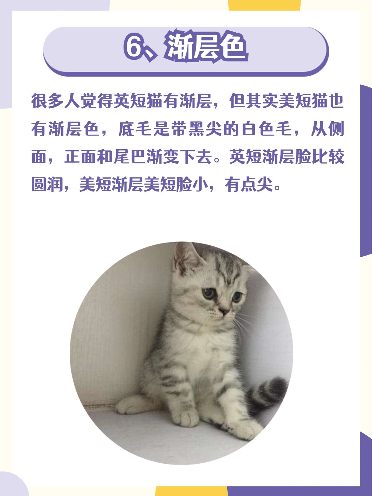 常见的76615种美短猫花色,你都认识吗?