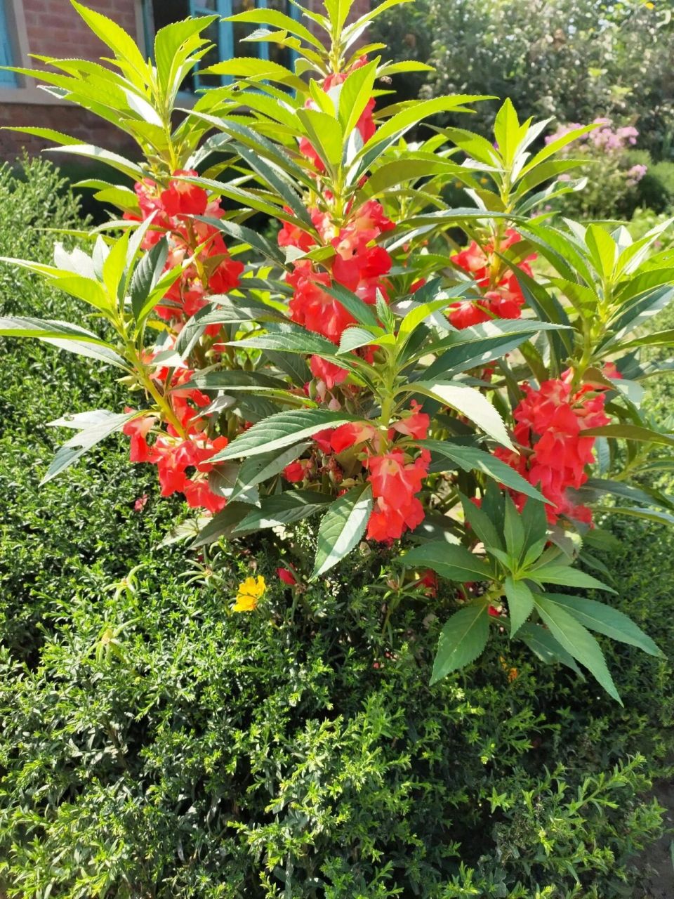 芨芨草花染指甲图片