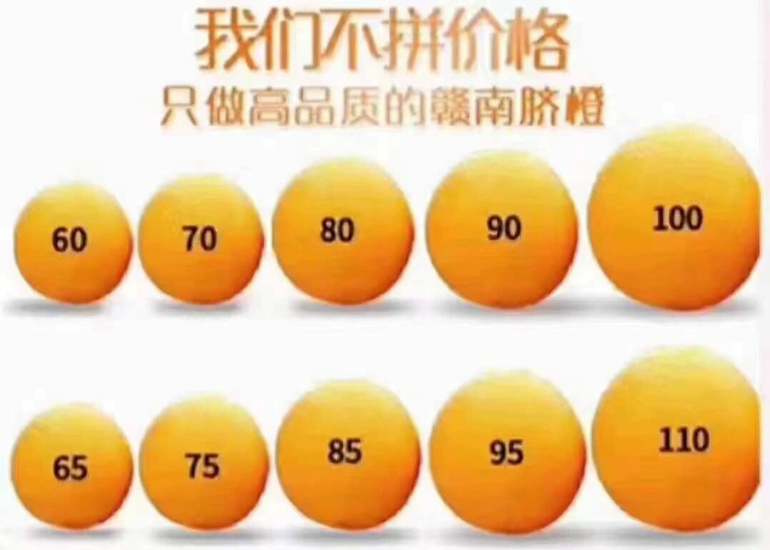 赣南脐橙果径大小参照图 60～65(小果) 70～75(中果) 80～95(大果)