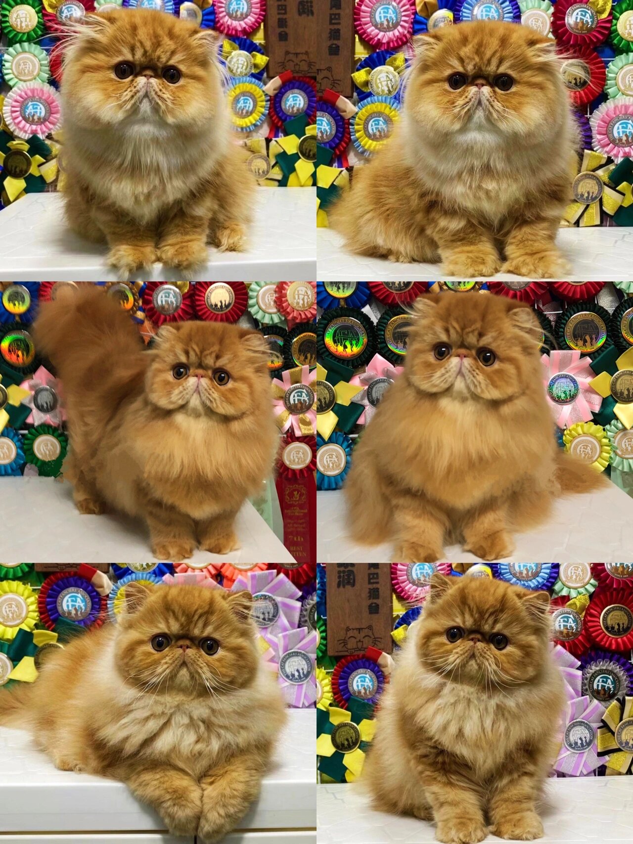 红虎斑长毛加菲猫