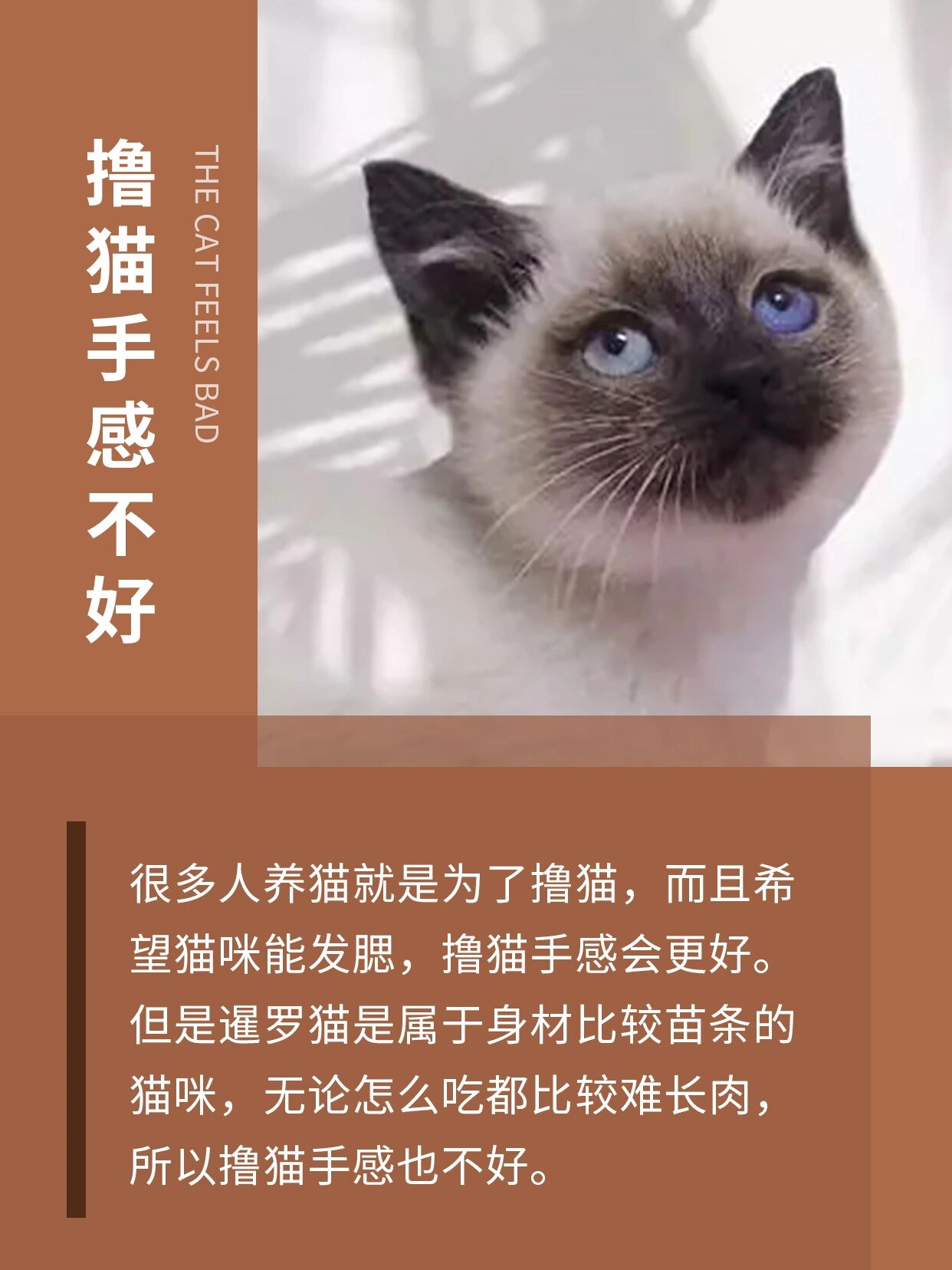 养猫必看