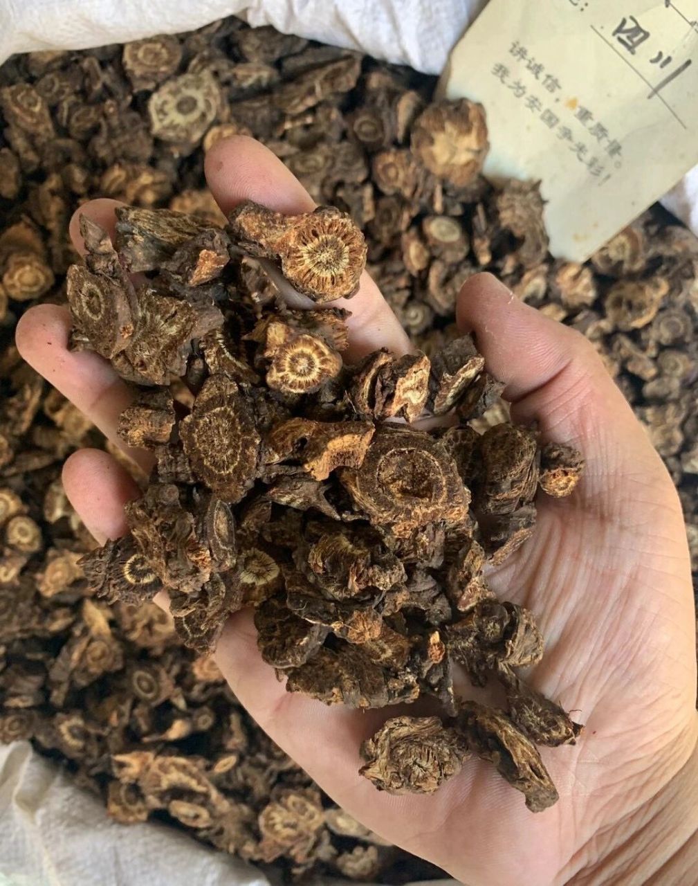 安国中药材 — 羌活