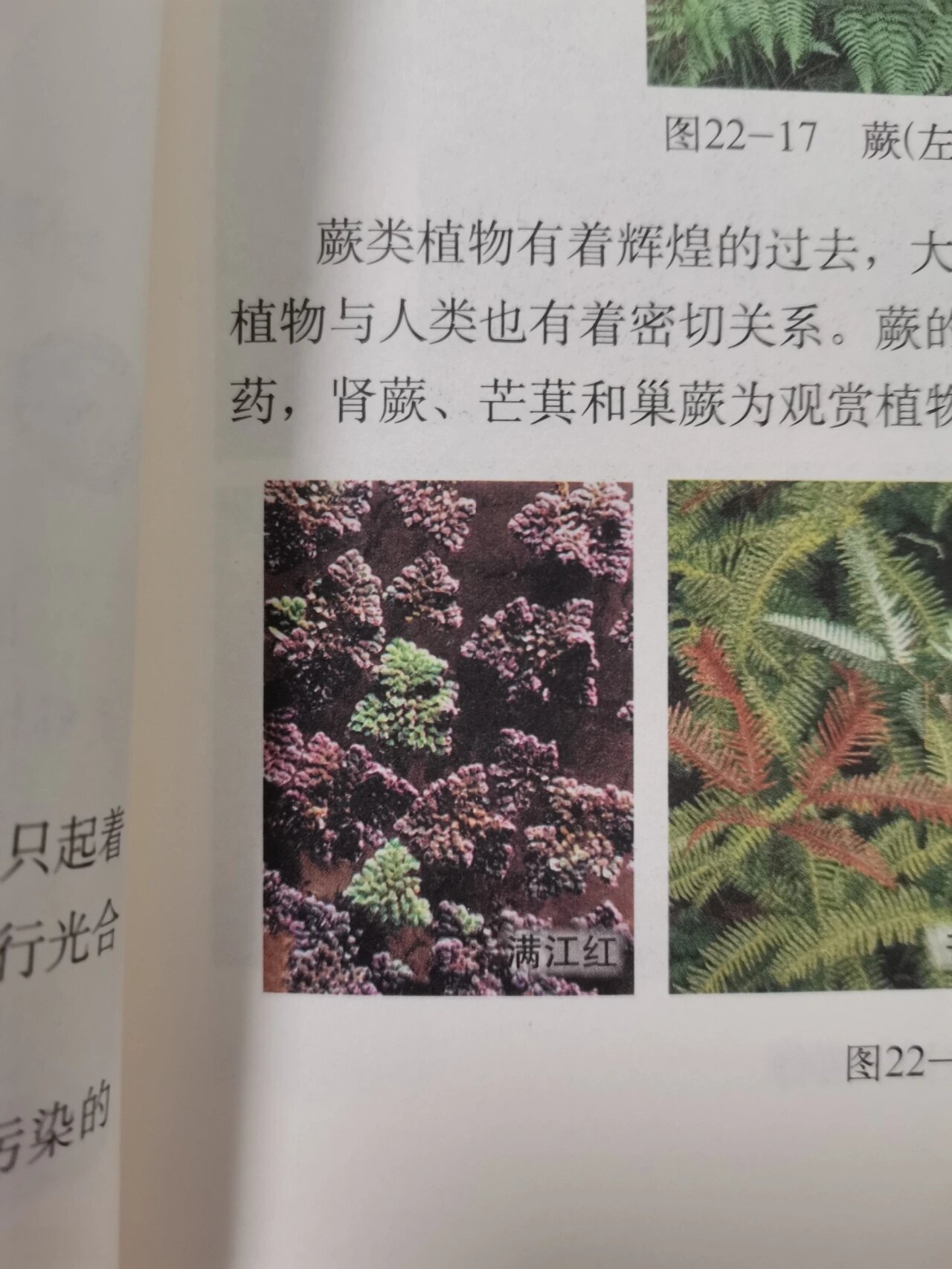 震惊!满江红居然 满江红居然还是一种 蕨类植物的名称