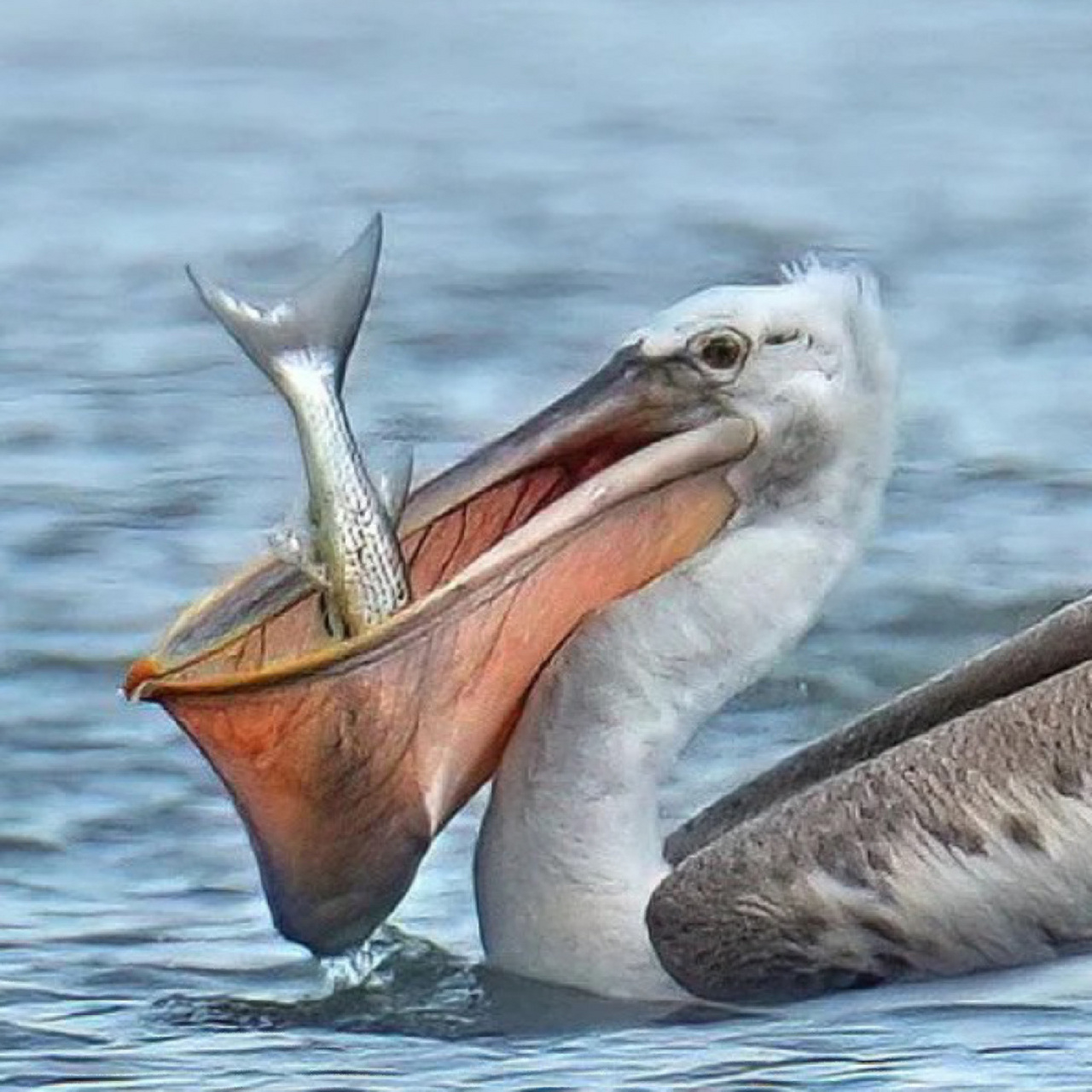 画100只动物,打卡第78张,嘴欠的鹈鹕 95鹈鹕的大嘴能容纳14公斤的鱼