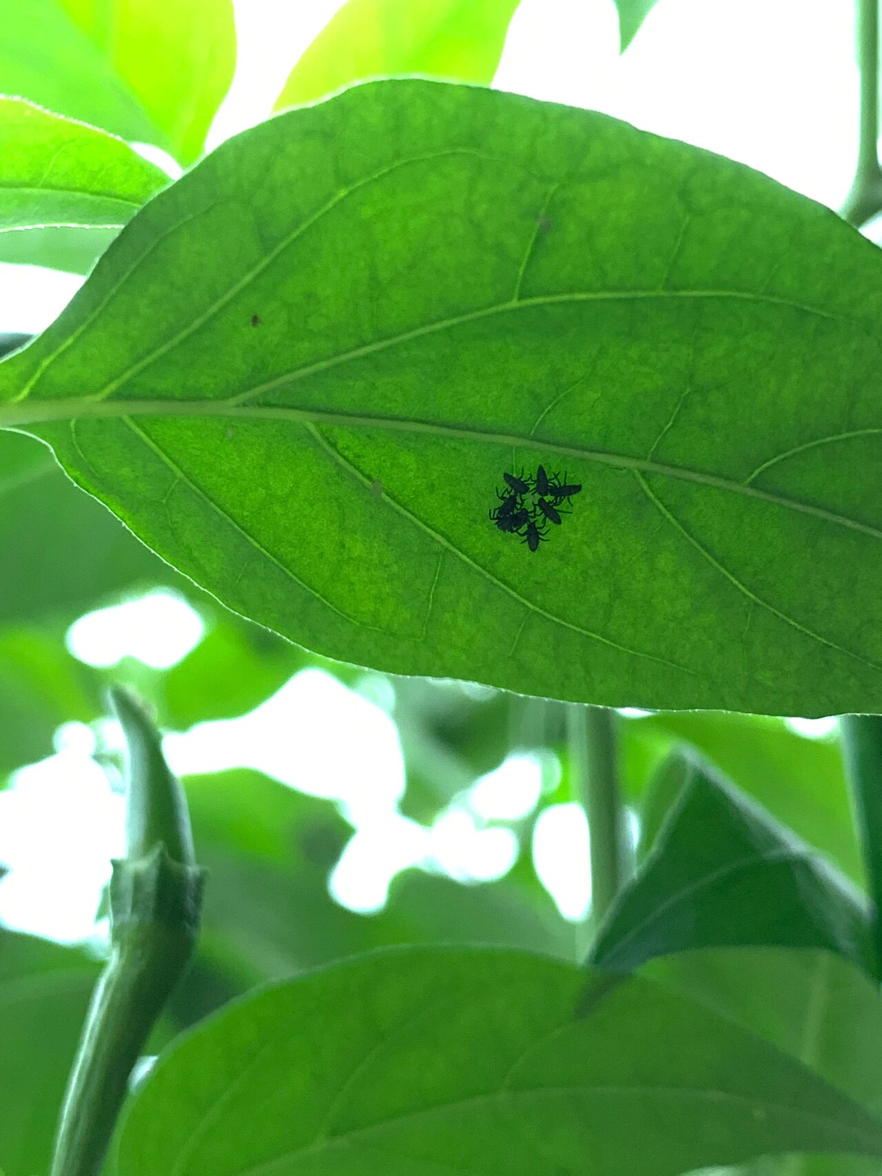 发现瓢虫幼虫