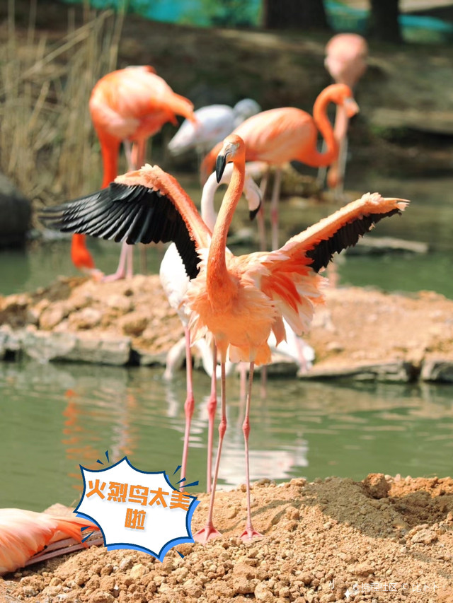 宁波野生动物园攻略来啦!