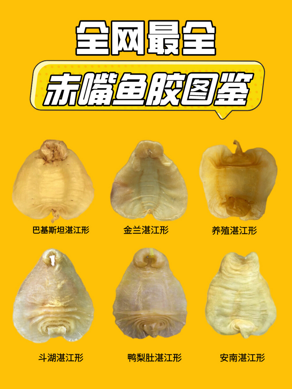 花胶中最复杂品种:赤嘴鱼胶图鉴!