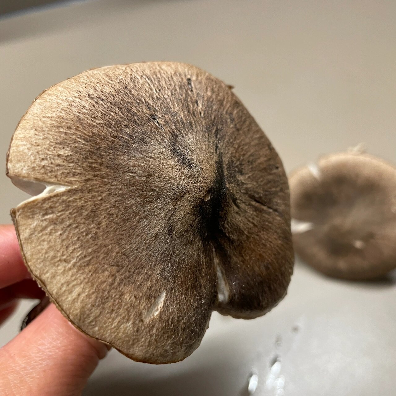这是不是棕灰口蘑又叫小灰蘑?