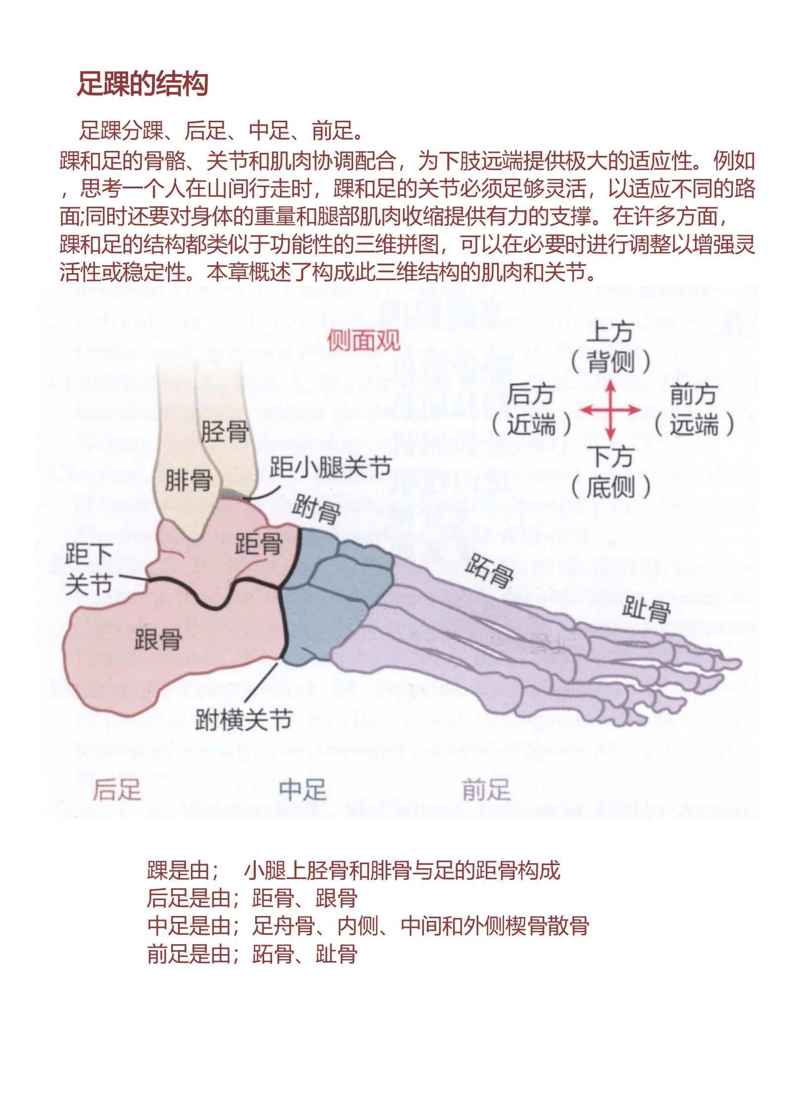 踝关节的构成图片