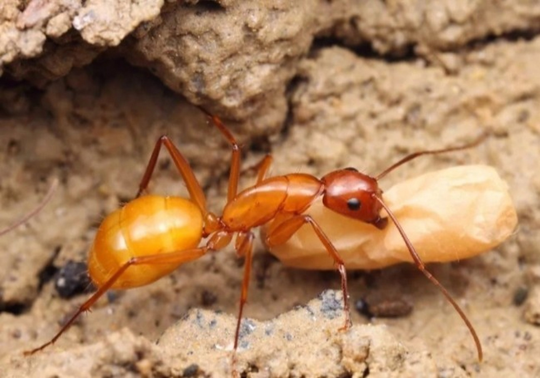 家里有小黄蚂蚁是什么原因造成的 家里有小黄蚂蚁的原因: 1,家里有