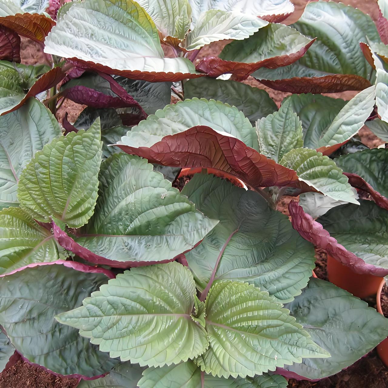 苏子图片 苏子是一种植物,也被称为紫苏,它有着紫色的叶子和芳香的