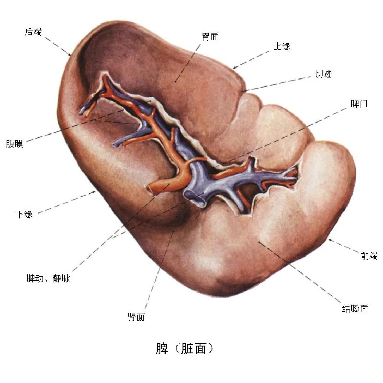 脾的组织学结构图片