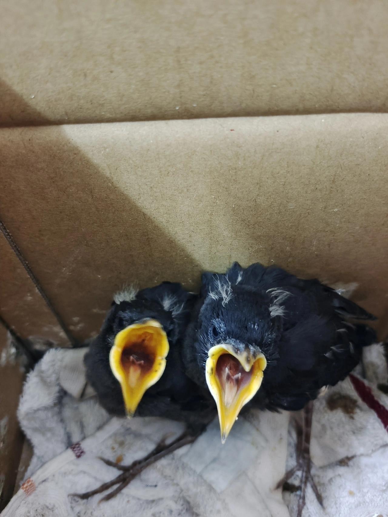 八哥雏鸟 怎么同一窝八哥幼鸟,两只的嘴甲口腔颜色不一样?