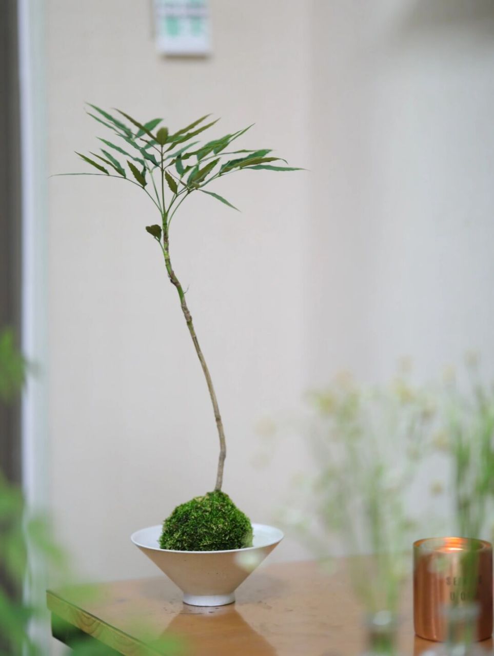 禅意风细叶十大功劳苔藓球微景观桌面小盆栽 新晋苔藓球微景观,细叶