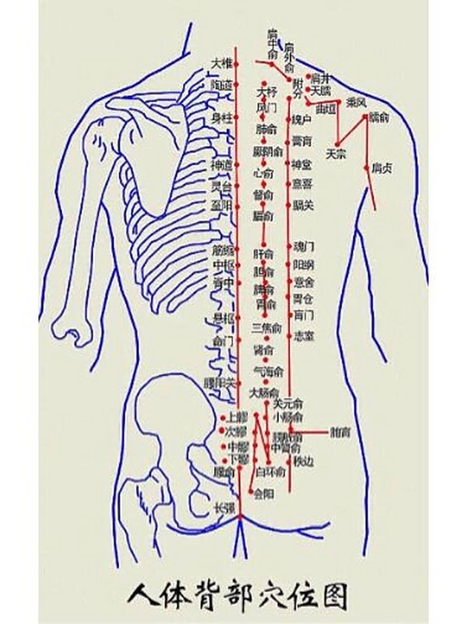 背部是「五脏六腑」反射区6015多疏通按摩很养生