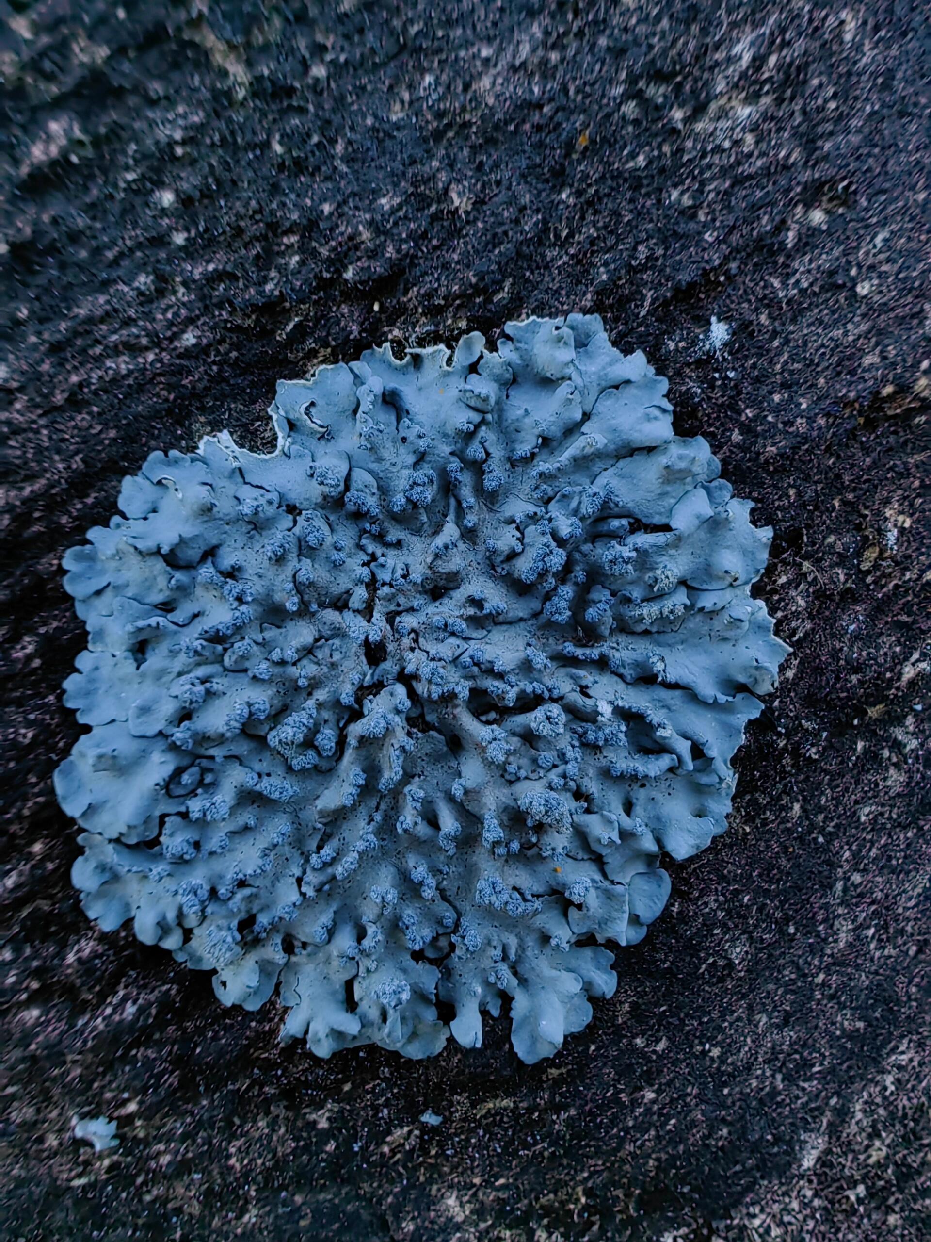 地衣图片 这些看似平凡的小植物,却有着不可思议的生命力.