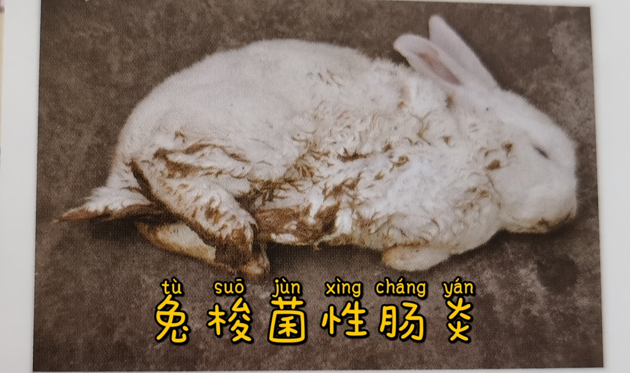 兔兔常见病二:兔梭菌性肠炎(拉稀) 7815兔兔泻
