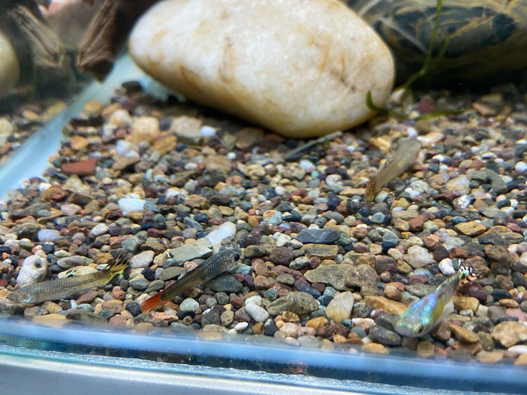 原来孔雀鱼是这样睡觉的 整整齐齐躺在地上睡觉,好神奇,白天比较活泼